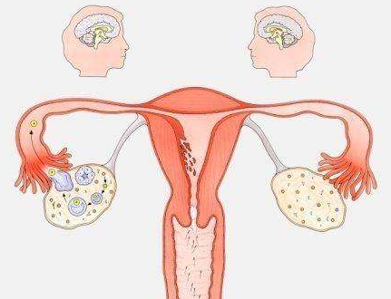 卵泡不排卵是为什么