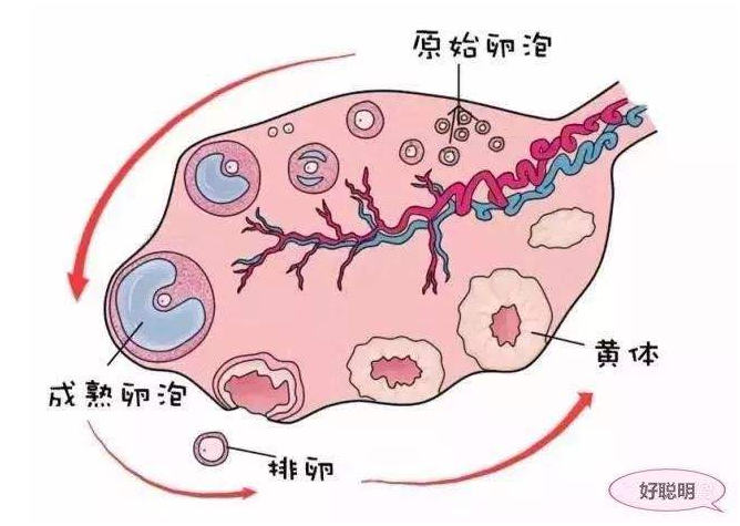 基础卵泡数量