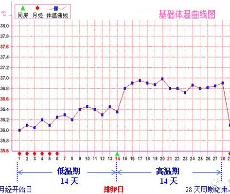 排卵期计算