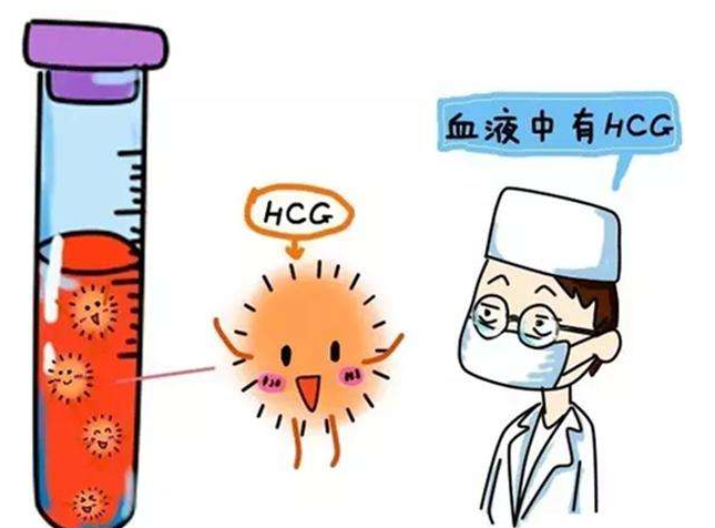 hcg是什么