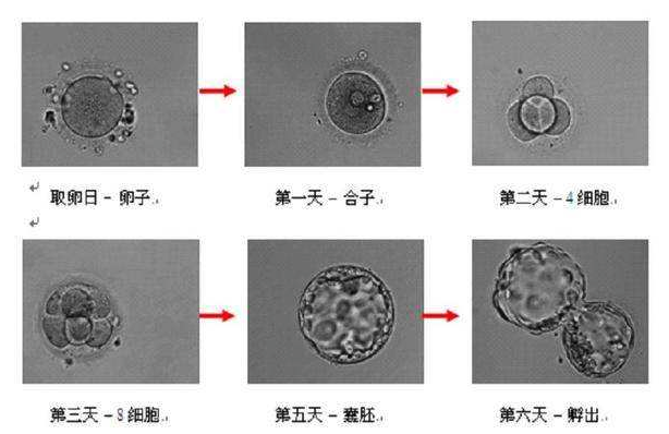 囊胚培养的成功率