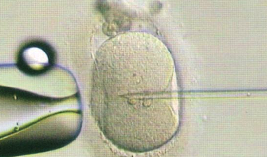 鲜胚、囊胚、冻胚哪种移植成功率更高