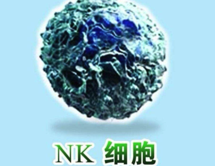 nk细胞