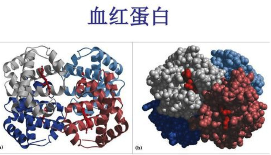 血红蛋白检查什么