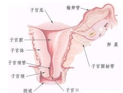 宫颈炎的病因是什么