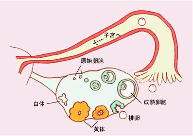 卵巢囊肿的症状