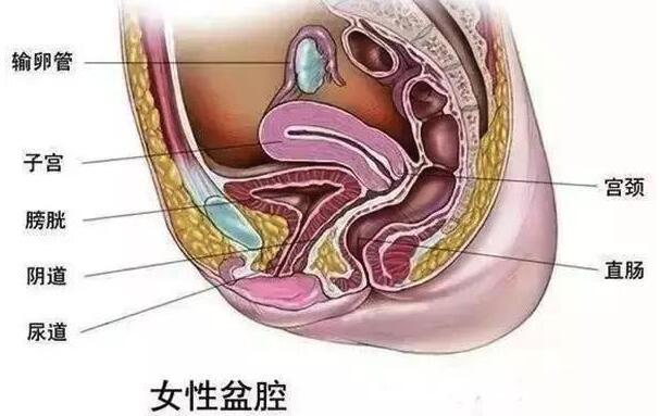 盆腔积液症状有哪些