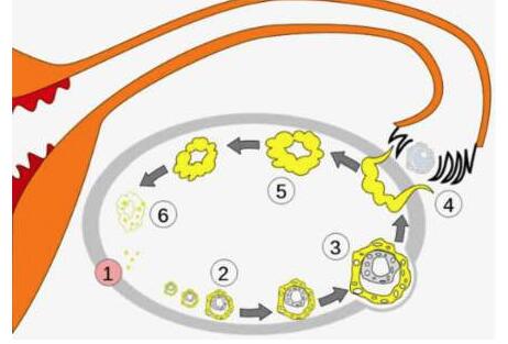 卵泡萎缩的原因是什么
