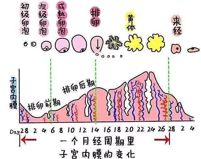 子宫内膜薄怎么预防