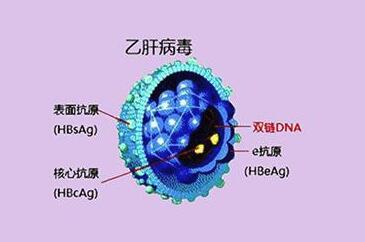 乙肝e抗原是什么意思