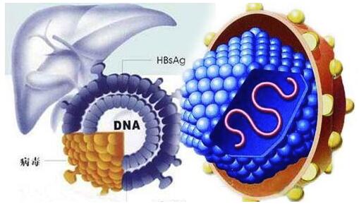 乙肝e抗体是什么意思