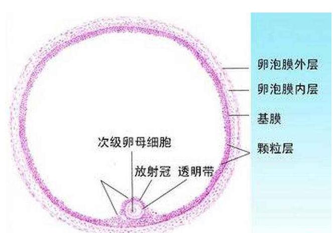 卵泡监测的注意事项有哪些