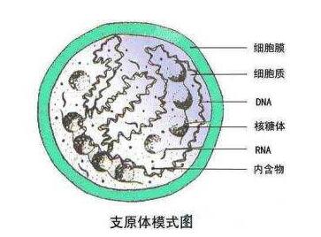 支原体检查是什么意思