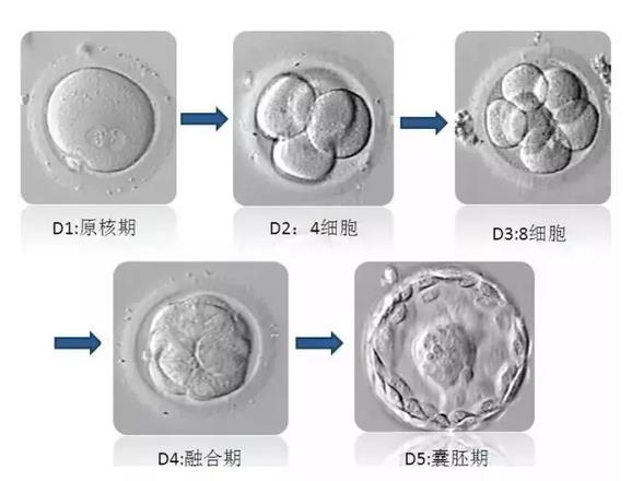 什么是胚胎培养？