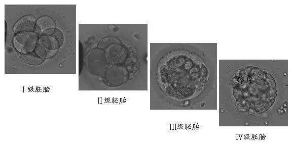 卵裂期胚胎评分