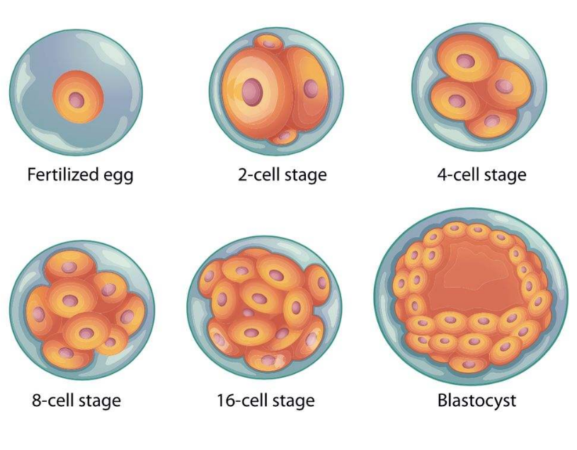 卵裂期胚胎是什么意思