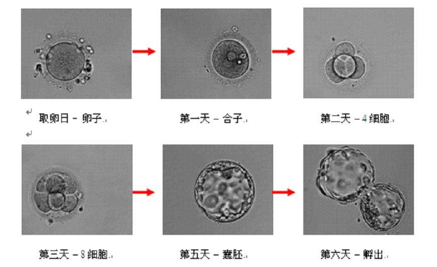 囊胚培养是什么意思？