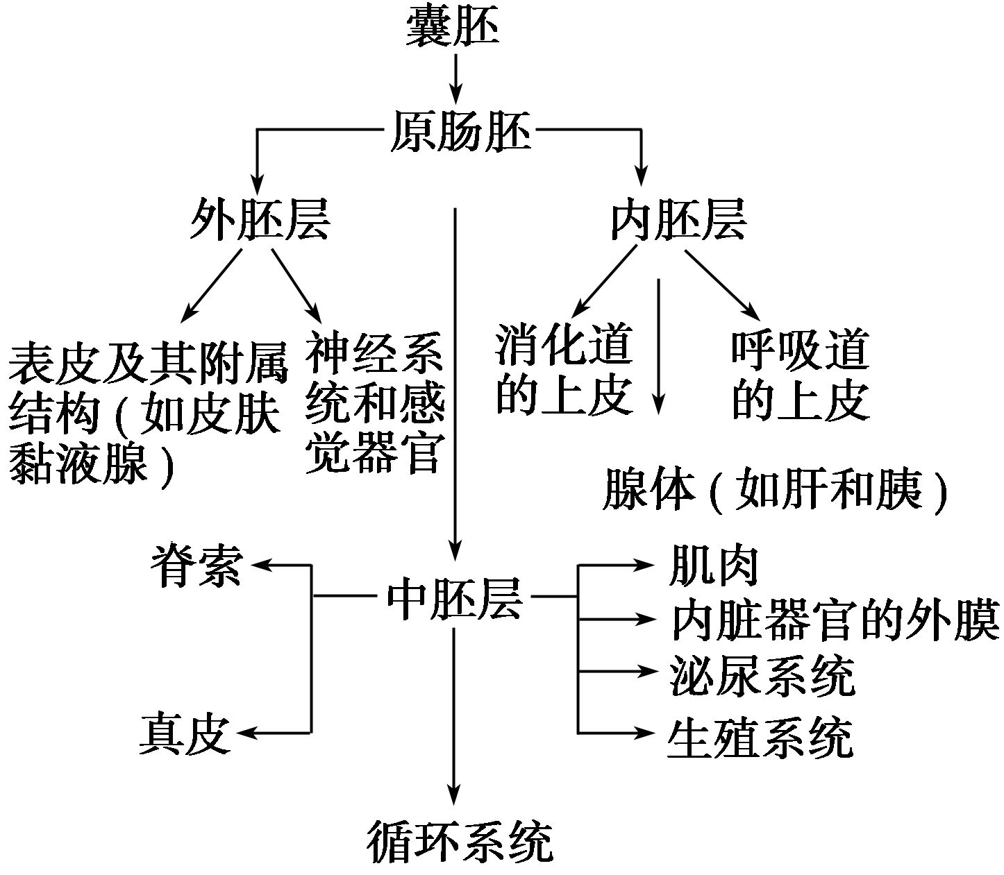 原肠胚是什么意思？