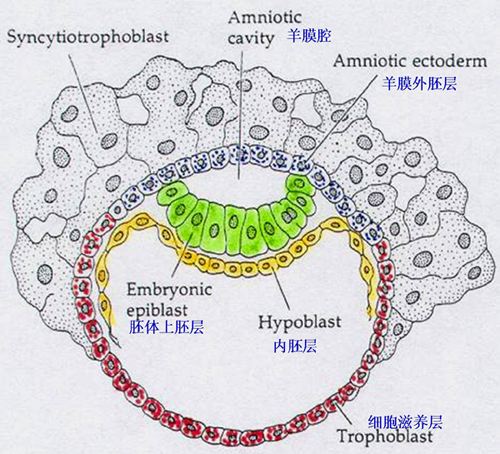 原肠胚是什么意思？