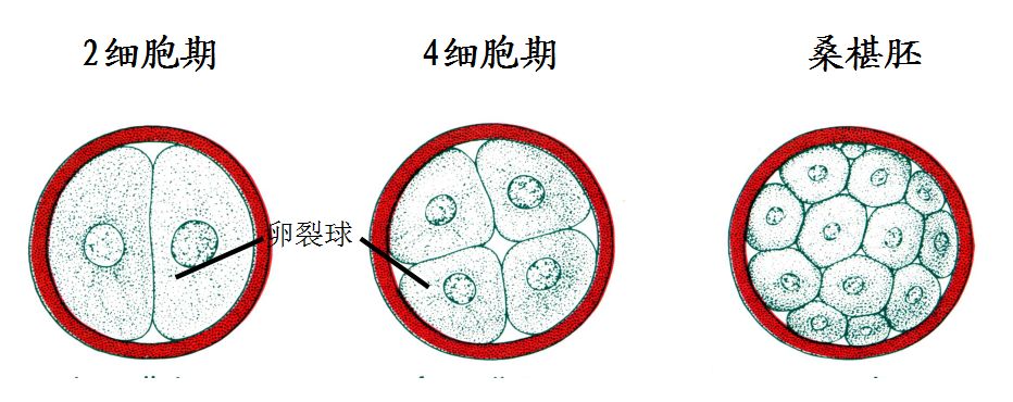 移植桑椹胚胎什么时间着床？