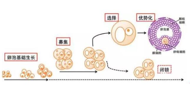 试管卵泡监测需要多久