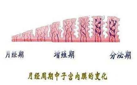 取卵后子宫内膜会变薄吗