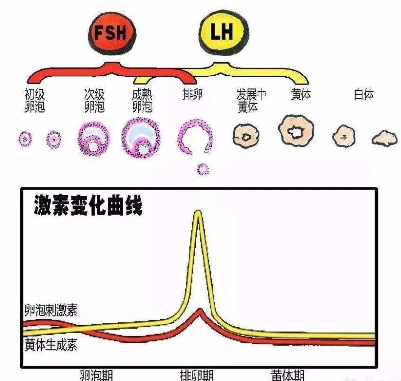 试管促排黄体生成素多少正常