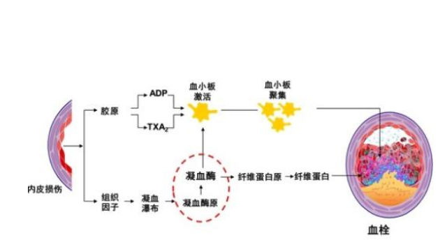 凝血四项能查白血病吗？