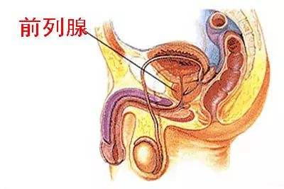 前列腺炎能当兵吗