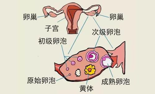 黄体囊肿是什么原因引起的