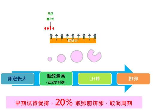 试管促排示意图