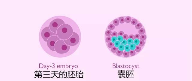 3ac囊胚能移植成功吗