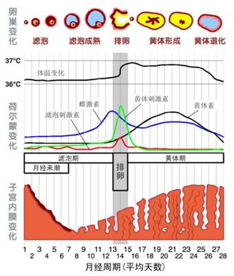 黄体期长方案适用于哪些人群