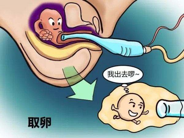 女性取卵的危害有哪些