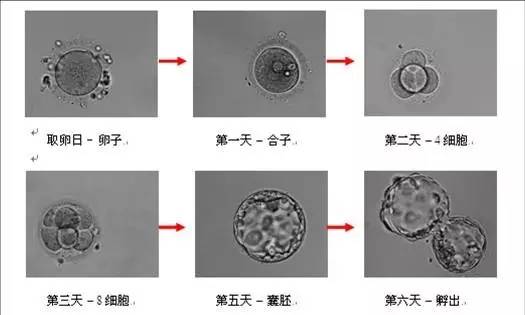 胚胎发育过程