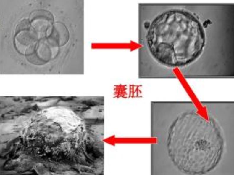 囊胚养成