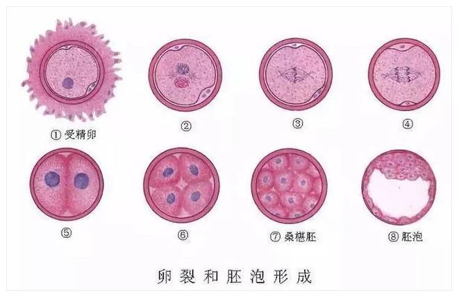 移植囊胚与卵裂期胚胎哪个更好