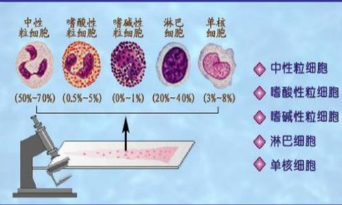 白细胞的分类