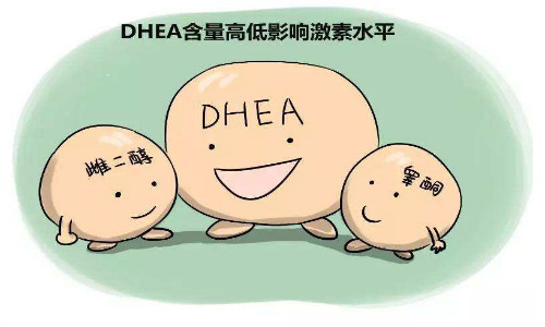 DHEA有哪些主要功效