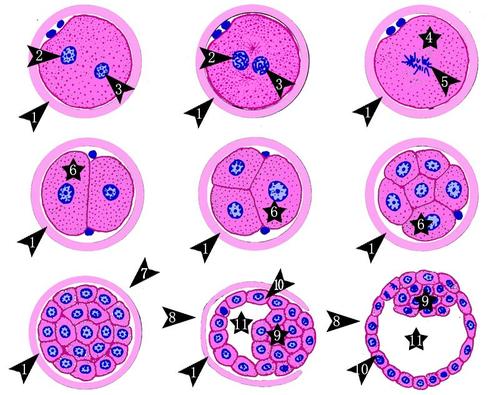 胚胎不卵裂怎么治疗
