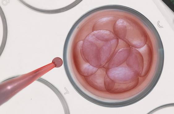 胚胎几细胞的最好