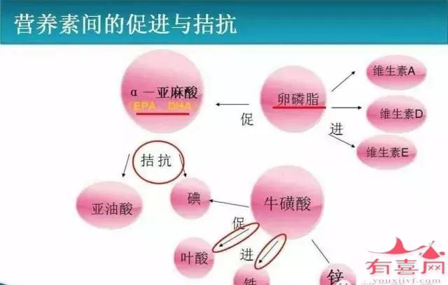 润康各种营养素之间的关系