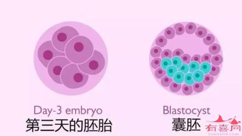 囊胚培育技术