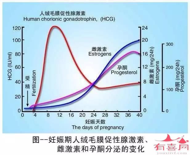 妊娠期hcg、雌激素、孕酮的变化