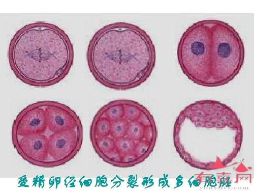 受精卵分裂初期级别划分