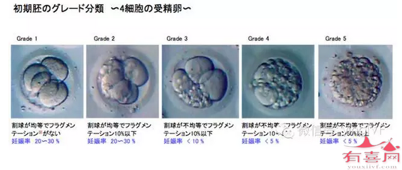 受精卵分裂初期级别划分