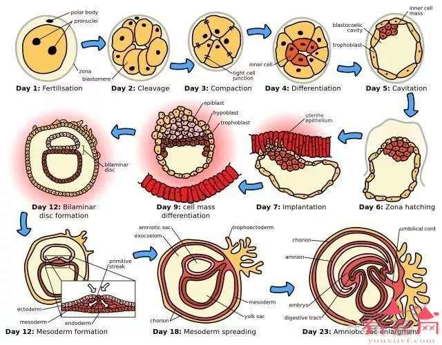 受精卵的变化过程