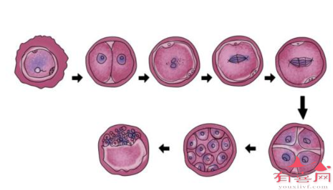 受精卵变化过程
