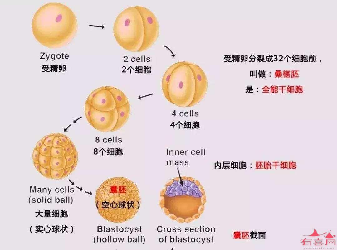 试管婴儿胚胎发育过程是怎样的