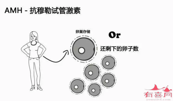 33岁AMH值多少正常